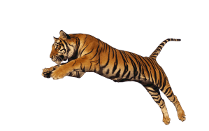 Le tigre qui rêve de retourner sauter dans la jungle… vous allez comprendre ;)